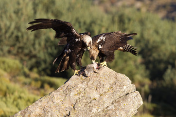 Adult Male and female of Spanish imperial eagle. Aquila Adalberti