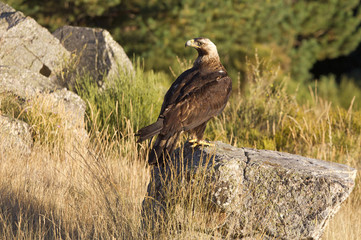 Adul male of Spainsh imperial eagle. Aquila adalberti