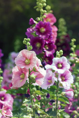 Variety of mallow flowers on the flowerbed, colorful summer vertical background