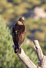 Adul male of Spainsh imperial eagle. Aquila adalberti