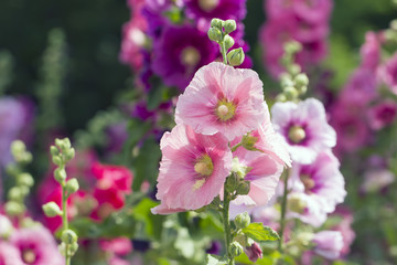 Variety of mallow flowers on the flowerbed, colorful summer background - obrazy, fototapety, plakaty