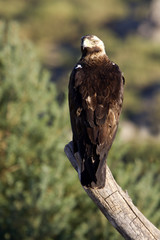 Adul male of Spainsh imperial eagle. Aquila adalberti