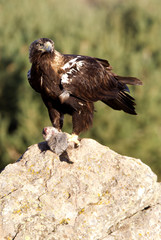 Adult female of Spainsh imperial eagle. Aquila adalberti