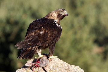 Adult female of Spainsh imperial eagle. Aquila adalberti