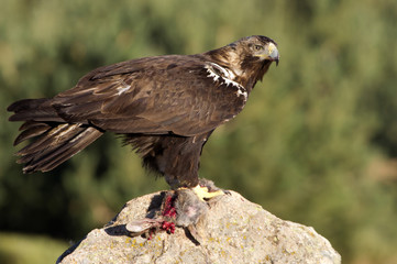 Adult female of Spainsh imperial eagle. Aquila adalberti