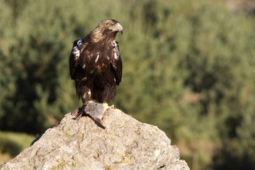Adult female of Spainsh imperial eagle. Aquila adalberti