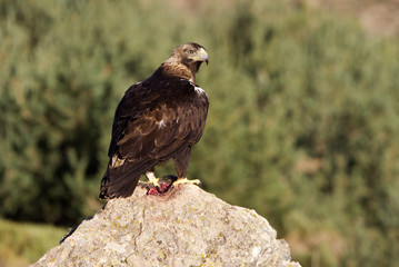 Adult female of Spainsh imperial eagle. Aquila adalberti