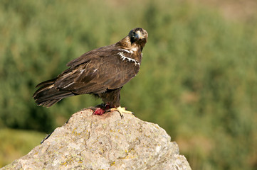 Adult female of Spainsh imperial eagle. Aquila adalberti