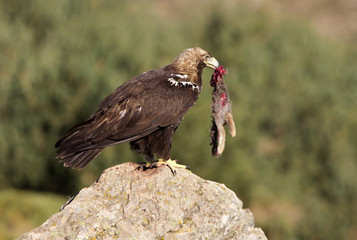Adult female of Spainsh imperial eagle. Aquila adalberti