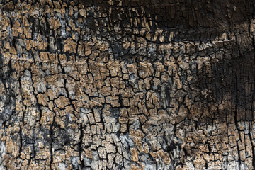 Details on the surface of charcoal.