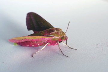 night pink butterfly