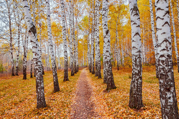 autumn birch forest