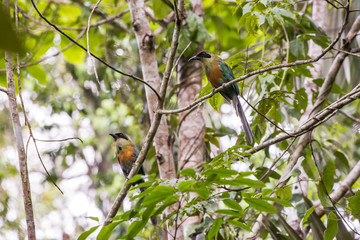 Rufous-capped Motmot