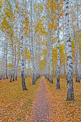 Fototapety  jesienny las brzozowy