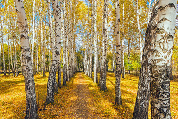 autumn birch forest