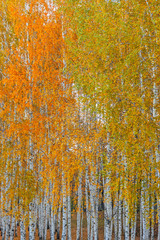 autumn birch forest
