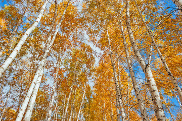 autumn birch forest