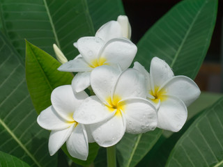 White of frangipani flower