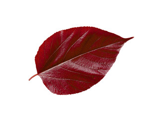 Close up a red leaf on white background.