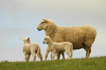mother sheep and her lambs