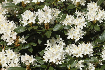weisse Rhododendronbl&uuml;ten