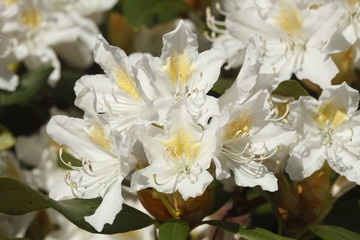 Fototapeta na wymiar weisse Rhododendronblüten