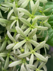 Fototapeta premium Green flower of Petrea Flowers on tree.