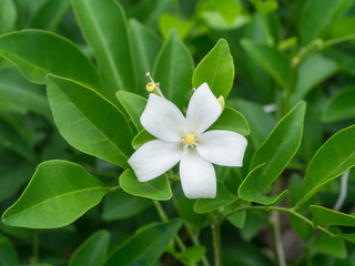White flower of Orange Jessamine