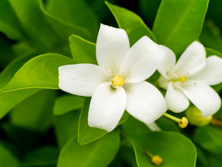 Fototapeta na wymiar White flower of Orange Jessamine