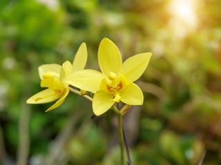 Obraz na płótnie Canvas Yellow Ground orchids flower.