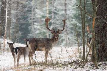 Fallow Deer Stag In Winter. Winter Wildlife Landscape With Deer (Dama dama). Deer With Large Branched Horns On The Background Of Winter Forest.  Fallow Deer Stag Close-Up, Artistic View. Three Deer
