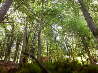 Obraz premium Forest