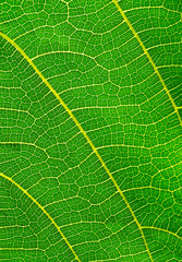 texture of green leaves background.
