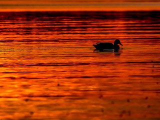 Fototapeta Romantyczne kaczki na tle zachodzącego słońca obraz