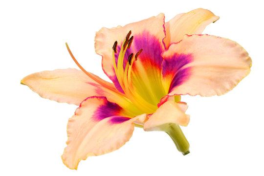 Fototapeta day lily flower isolated on white background