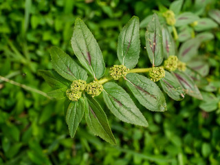 Close up of Garden spurge plant.
