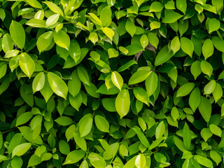Green leaf background.