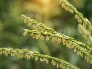Close up of corn flowers on tree in field.