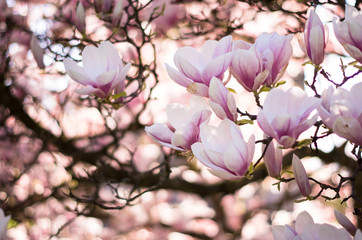 Obraz na płótnie Canvas Magnolias