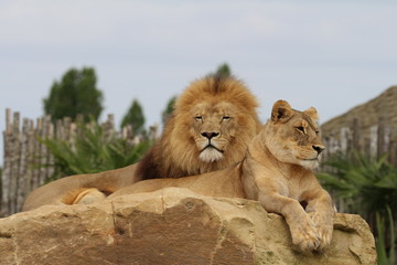 Lions © llaurent789