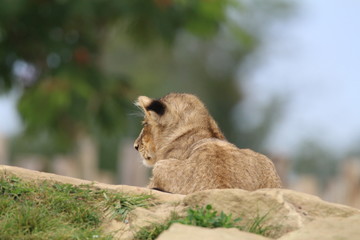Lionceau