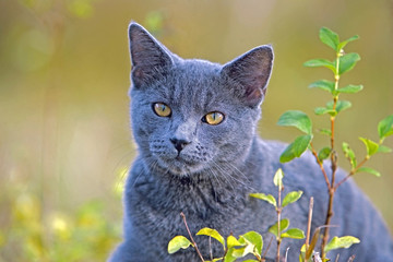 Grey Cat with beautiful yellow eyes,sitting outside.