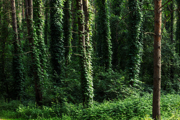 Obraz premium Trees enlaced with ivy