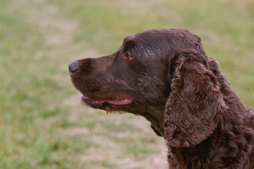 Cockapoo dog portrait