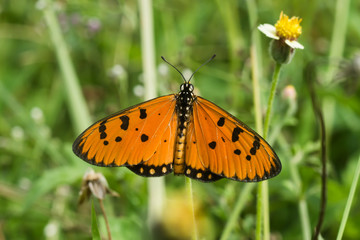 Closeup orange butterfly.