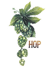 Watercolor hops on the branch