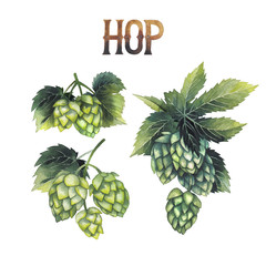 Watercolor hops on the branch