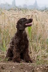 Cockapoo dog sitting down in long grass