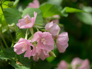 Fototapeta na wymiar Pink Dombeya flower on tree.