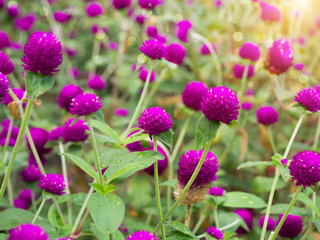 globe amaranth Flower